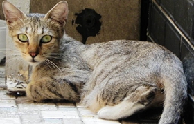 加州闪亮猫会用猫砂吗 加州闪亮猫猫砂使用方法
