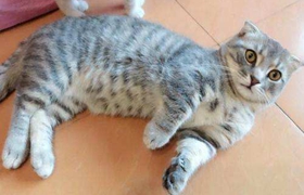 曼基康猫如何训练 曼基康猫正确训练方法