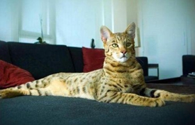 怎么训练阿舍拉猫不抓沙发 阿舍拉猫抓沙发解决办法