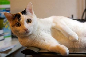 马恩岛猫怎么训练 马恩岛猫训练注意事项