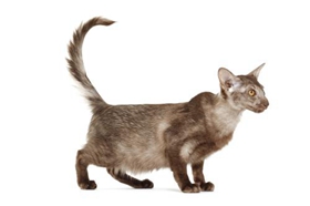 怎么训练爪哇猫睡猫窝 幼猫训练注意事项