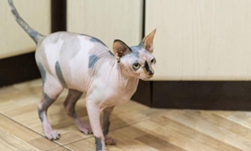 彼得秃猫偷吃怎么办 彼得秃猫偷吃东西原因