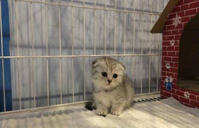 怎么训练曼基康猫睡在固定地点 曼基康猫睡觉训练