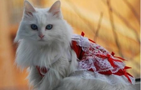 怎么训练蒂凡尼猫 蒂凡尼猫训练理论知识