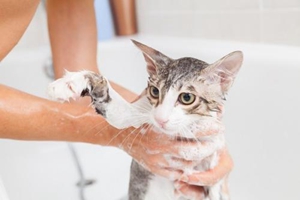夏天怎么给猫咪洗澡 夏天猫咪洗澡水温介绍