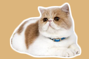 加菲猫怎么养