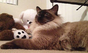 巴厘猫毛发怎么护理 巴厘猫毛发护理技巧