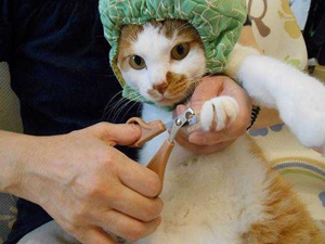 猫咪剪指甲会疼吗 猫咪剪指甲技巧