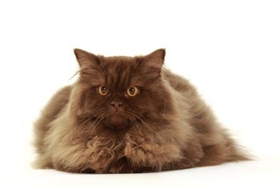 英国长毛猫怕水怎么办 英国长毛猫怕水解决办法