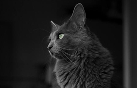 内华达猫怎么训练跳环 内华达猫跳环训练