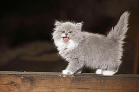 英国长毛猫会打滚吗 英国长毛猫打滚训练