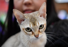 新加坡猫怎么训练 新加坡猫训练注意事项