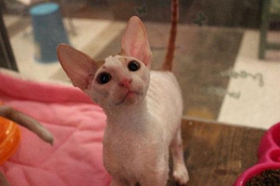 柯尼斯卷毛猫怎么训练 和其他动物相处训练