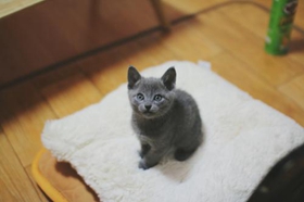 沙特尔猫乱抓家具怎么办 沙特尔猫乱抓家具制止方法