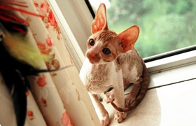 柯尼斯卷毛猫怎么学游泳 柯尼斯卷毛猫游泳训练