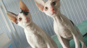 柯尼斯卷毛猫怕水怎么办 柯尼斯卷毛猫怕水解决办法