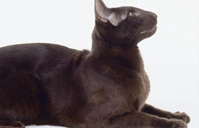 怎么训练哈瓦那棕猫装死 哈瓦那猫装死训练法