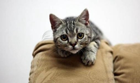 美国刚毛猫不会上厕所怎么办 美国刚毛猫上厕所训练