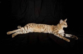 热带草原猫不会游泳怎么办 热带草原猫游泳训练