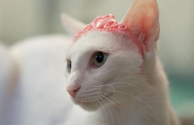 怎么训练东方猫不上床 东方猫不上床训练