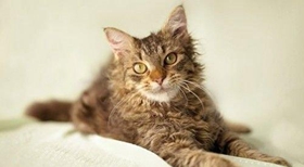 拉邦猫会打滚吗 拉邦猫打滚训练