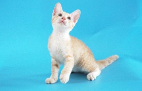 德文卷毛猫会咬人怎么办 德文卷毛猫不咬人训练
