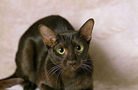 哈瓦那棕猫上厕所怎么训练 哈瓦那棕猫上厕所训练方法