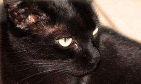 怎么训练孟买猫用猫砂 猫砂使用方法
