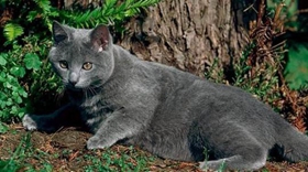 沙特尔猫怎么训练 沙特尔猫训练原则介绍