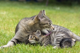 热带草原猫怎么训练 热带草原猫训练技巧