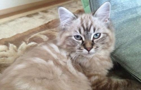 拉邦猫怎么训练 拉邦猫训练注意事项