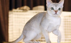 怎么训练新加坡猫睡在固定地点