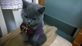 卡尔特猫怕水怎么办 卡尔特猫卡水训练方法