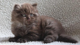 怎么训练英国长毛猫上厕所 英国长毛猫上厕所训练方法