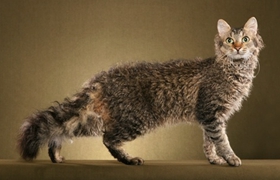 拉邦猫不睡猫窝怎么办 拉邦猫睡猫窝训练