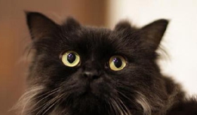 怎么训练拉邦猫听指令 拉邦猫听指令训练法