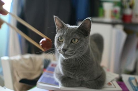 如何训练沙特尔猫用猫砂 沙特尔猫猫砂使用教学