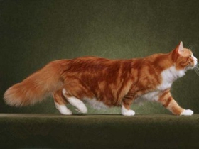 如何训练西伯利亚猫爬山 猫咪爬山训练