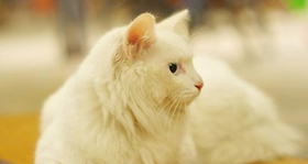 如何训练山东狮子猫不认生