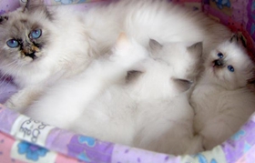 如何训练伯曼猫听话 温柔猫咪训练养成法