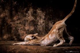 东方短毛猫怎么变乖巧 东方短毛猫训练技巧