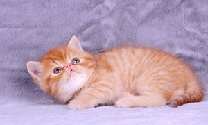褴褛猫不会用猫砂怎么办 褴褛猫训练