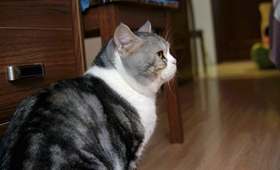 美国短尾猫如何训练 美国短尾猫训练技巧