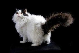 怎么训练塞尔凯克卷毛猫睡猫窝