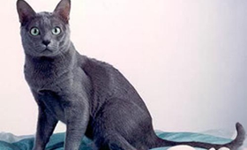 怎么教科拉特猫用猫砂 科拉特猫用猫砂训练法