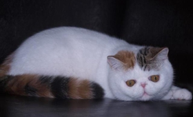 怎样纠正喜马拉雅猫夜游 猫咪夜游改掉方法