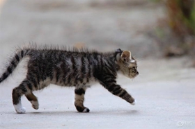 怎么训练狸花猫坐下 中国狸花猫听话训练