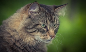 怎么训练威尔斯猫 五招换回乖乖威尔斯猫