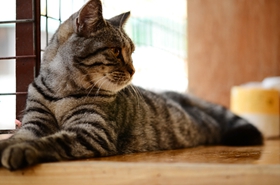 如何训练美国短毛猫听懂指令 美短指令训练技巧