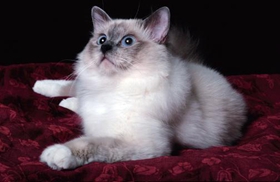 如何教威尔斯猫跳环 威尔斯猫跳环训练